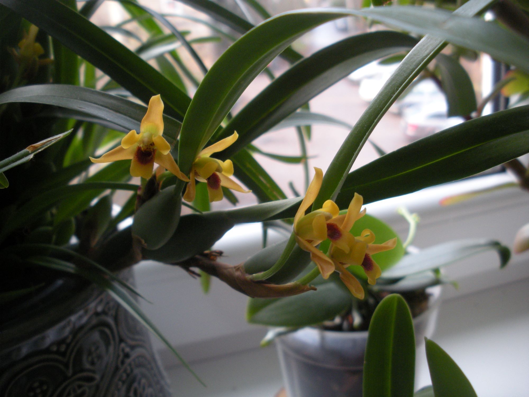Maxillaria variabilis 2.JPG