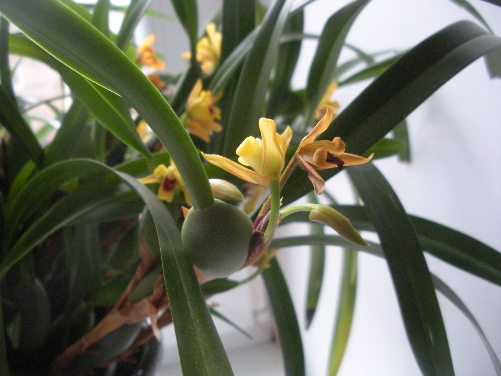 Maxillaria variabilis 3.JPG