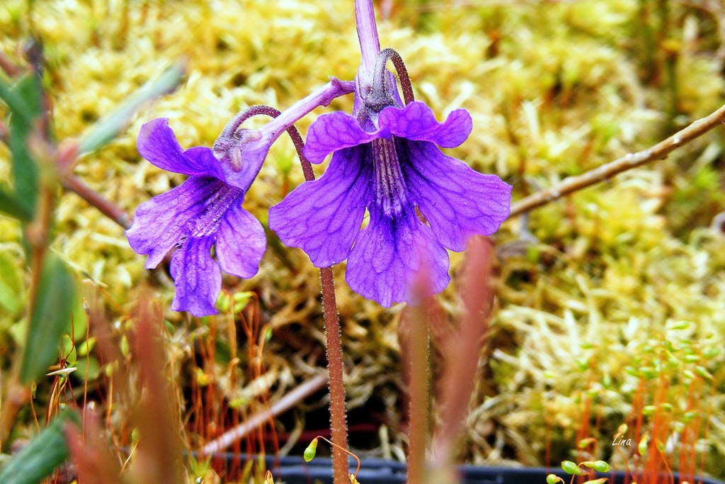 Pinguicula grandiflora'17.05..jpg