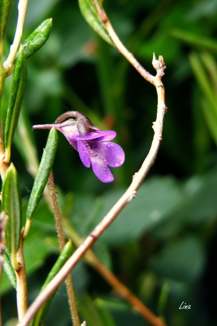 Pinguicula vulgaris'17.jpg