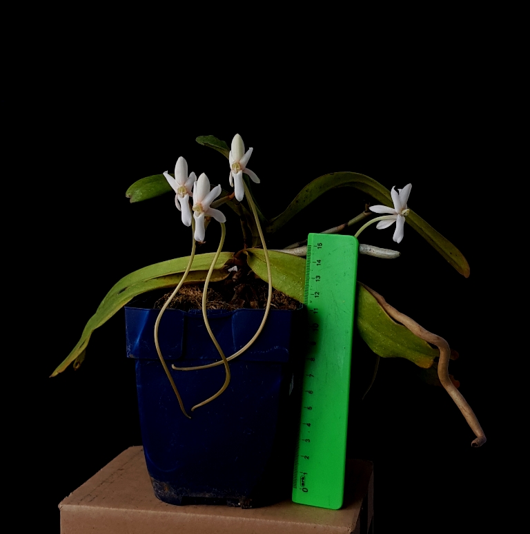Aerangis verdickii.jpg