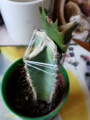 200430 Schlumbergera grafted(3) 01 small.jpg