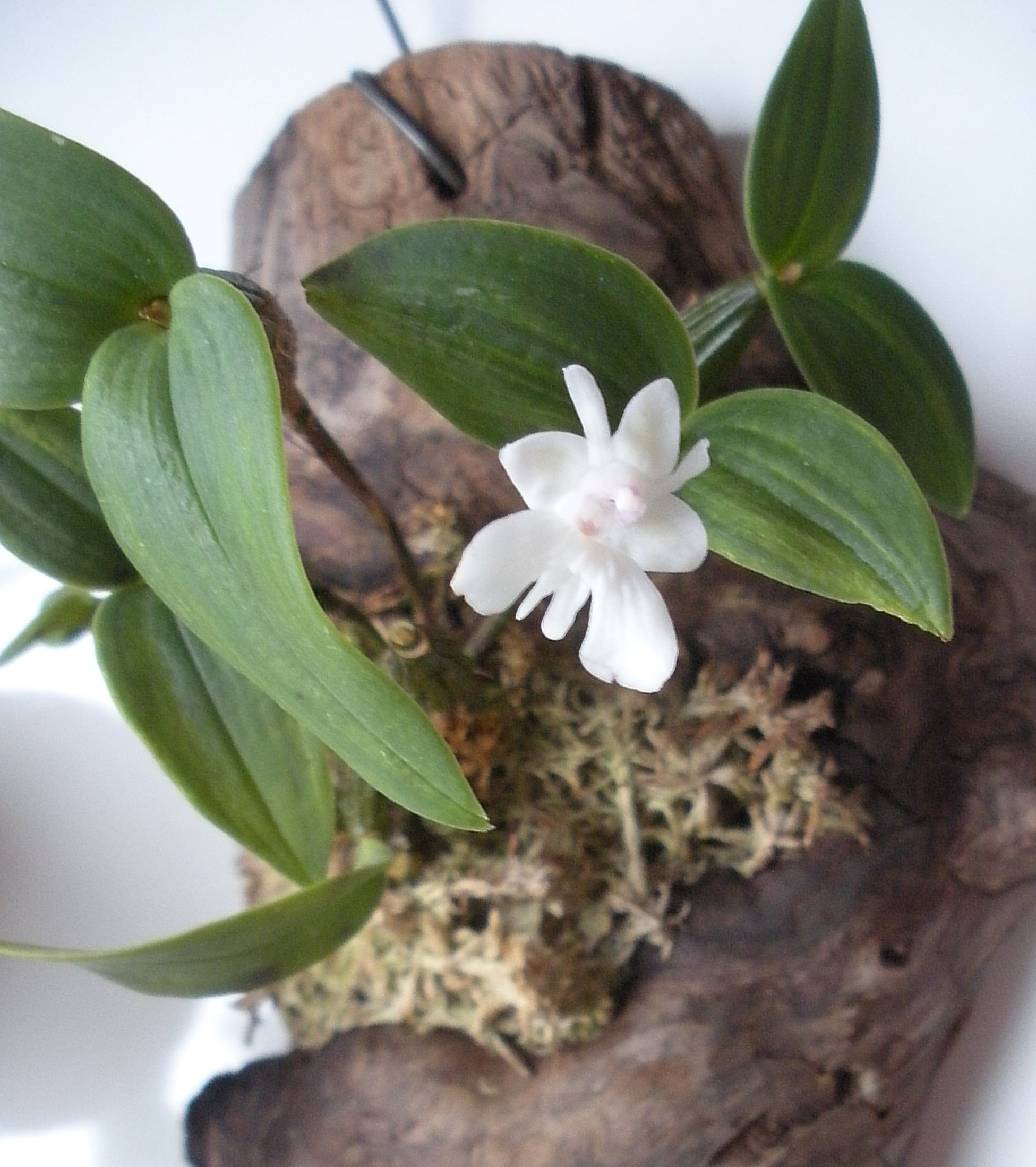 Dendrobium aberrans2.JPG