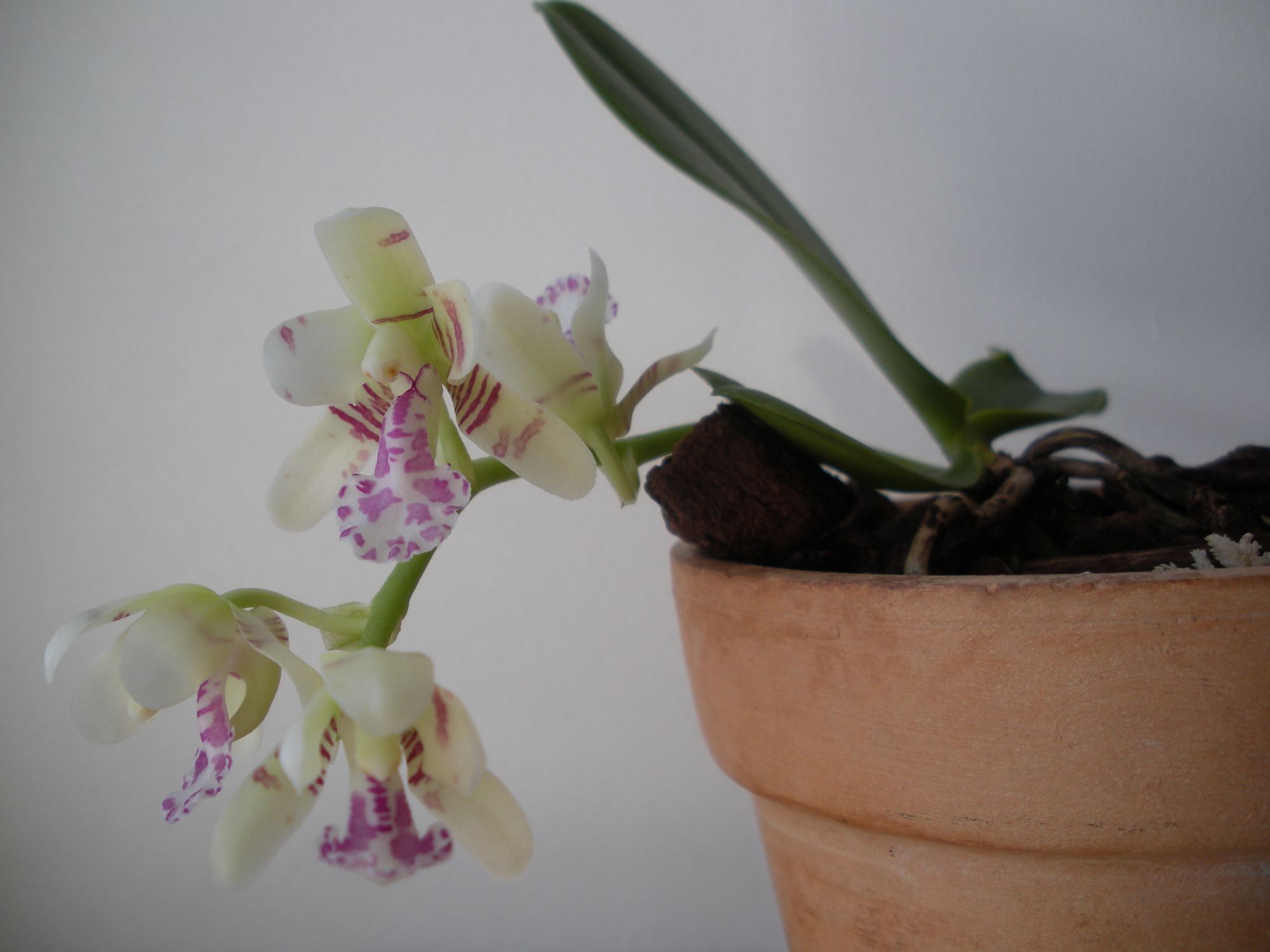 Sedirea japonica.JPG