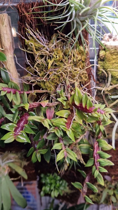 Dendrobium limpidum.jpg