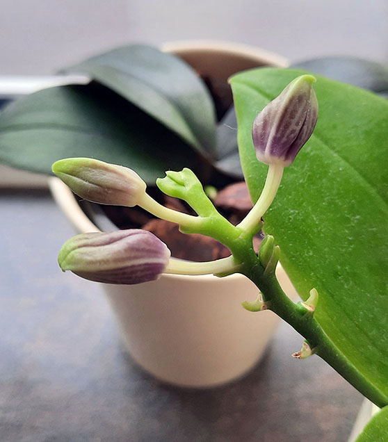 Phalaenopsis speciosa BLUE GREY 3.jpg