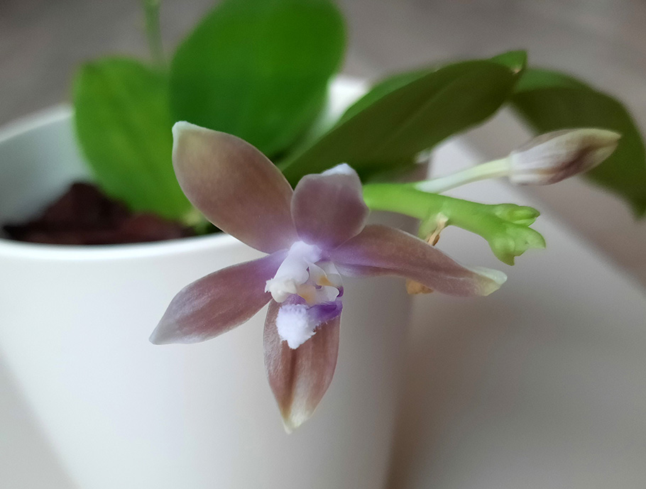 Phalaenopsis speciosa Blue Grey 2.jpg