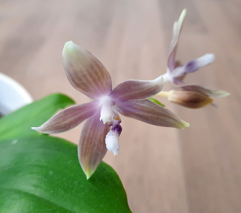 Phalaenopsis speciosa Blue Grey.jpg