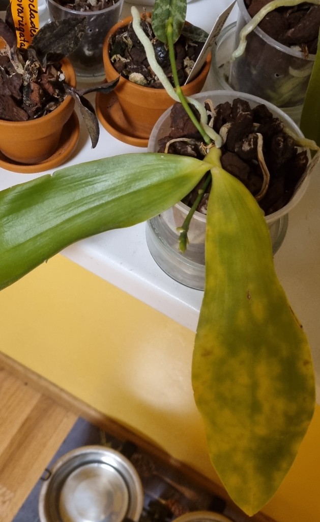 phalaenopsis.jpg