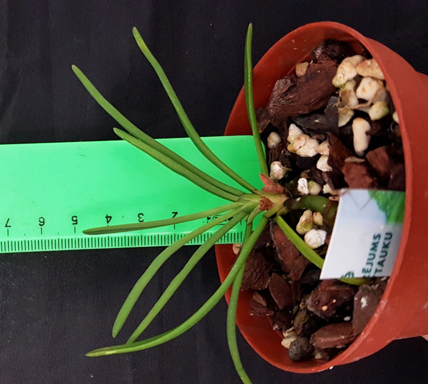 Holcoglossum flavescens.jpg