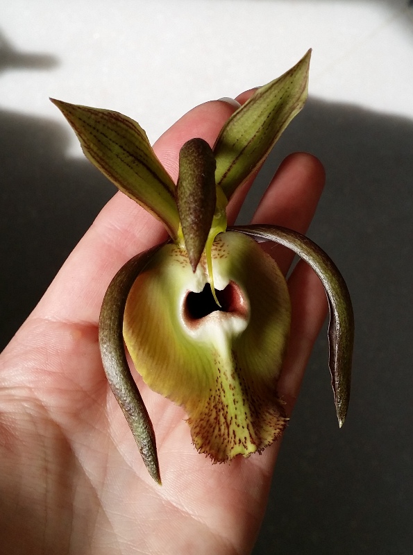 Catasetum incurvum 1.jpg