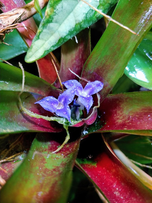 Neoregelia schultesiana 'Fireball' (1).jpg