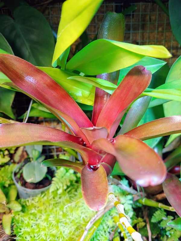 Neoregelia schultesiana Fire Ball.jpg