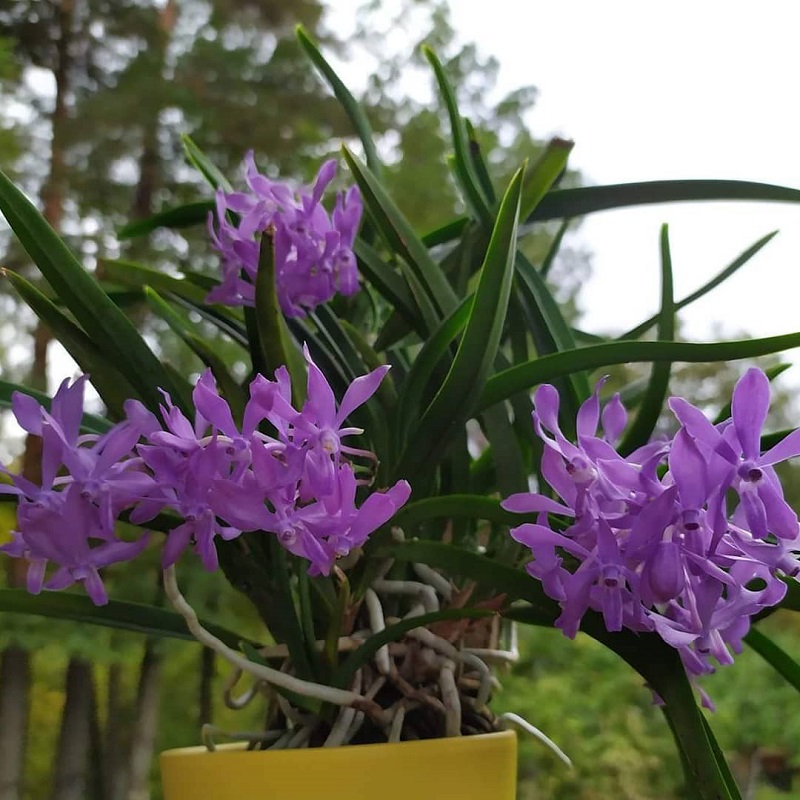 Neostylis Lou Sneary Blue.jpg