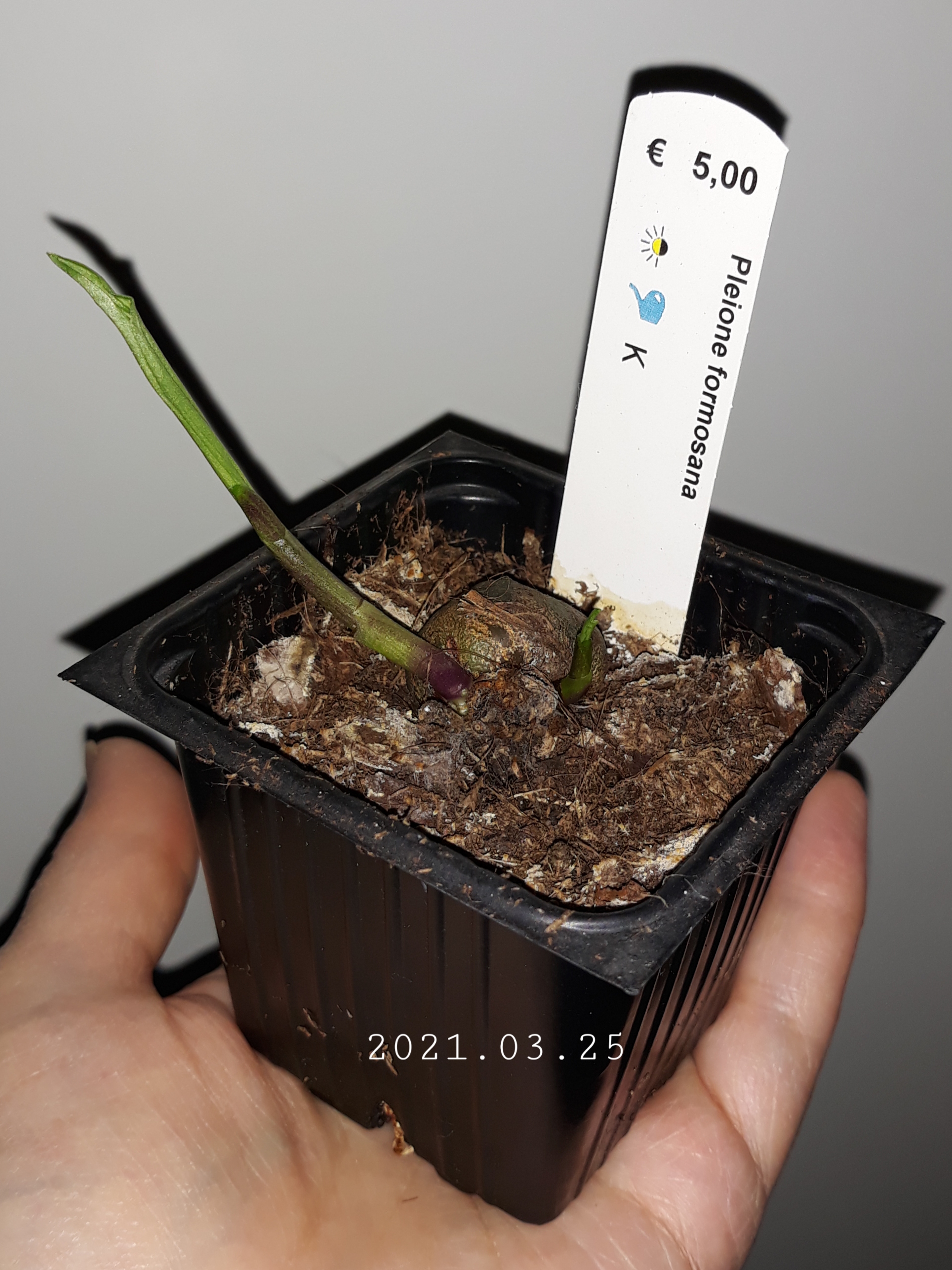 Pleione formosana