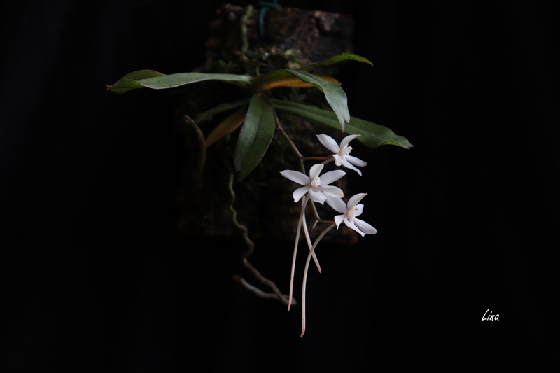 Aerangis mystacidii'19.10..jpg