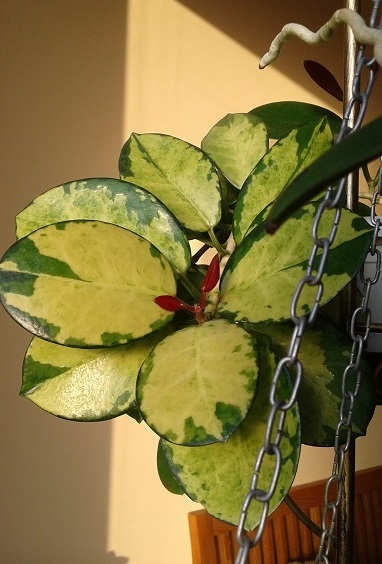 Hoya Australis Lisa.jpg