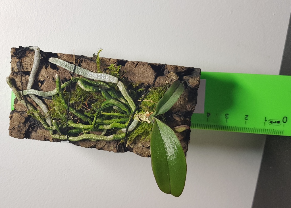 P. wilsonii.jpg
