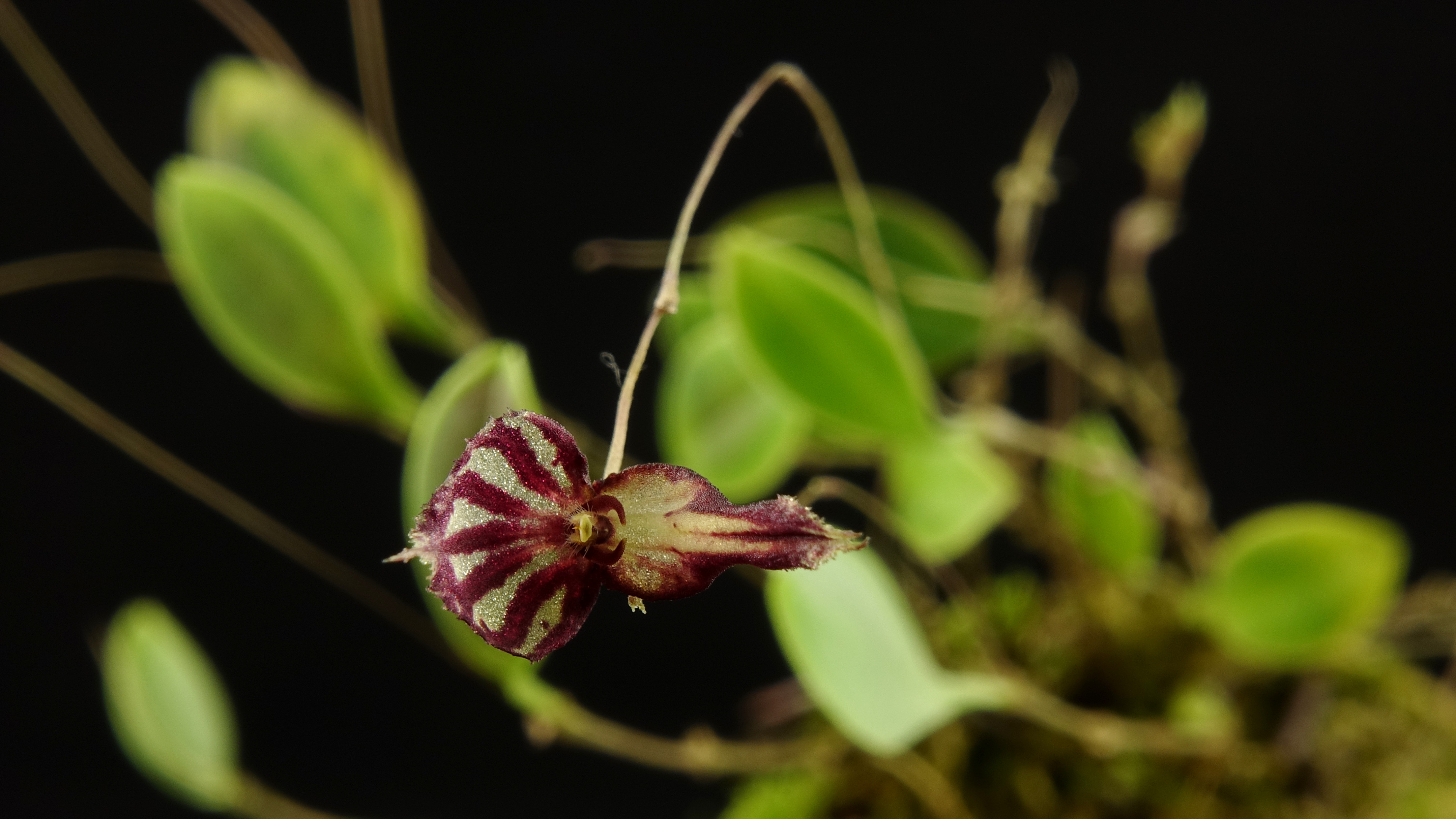 Lepanthes terborchii