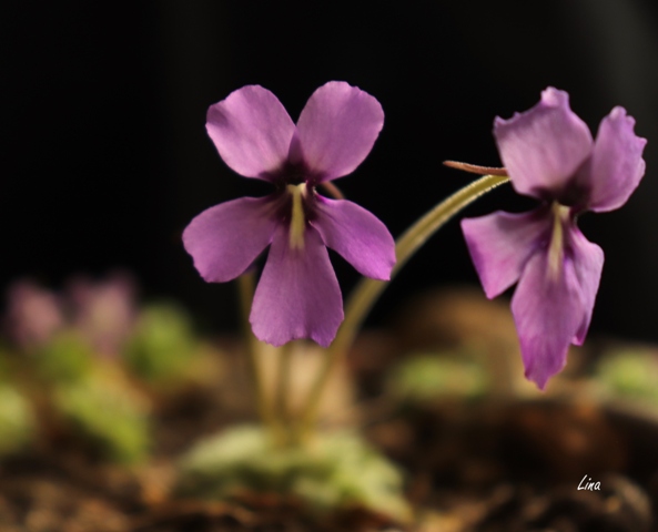 Pinguicula moranensis x laueana'21.04..j.jpg