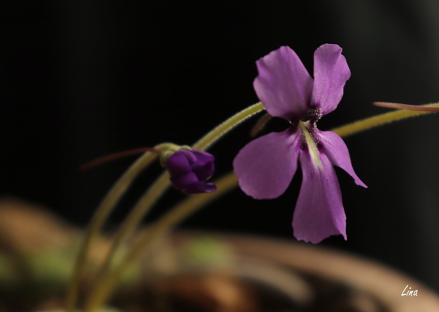 Pinguicula moranensis x laueana'21.04..jpg