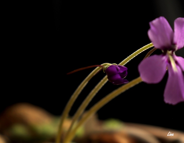 Pinguicula moranensis x laueana'21.04.jpg