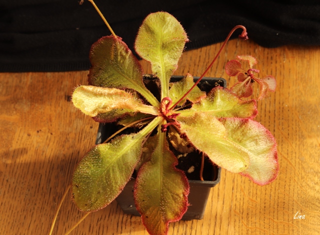 Drosera andromeda'21.all.jpg