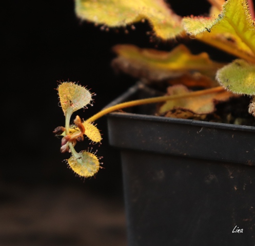Drosera andromeda'21.baby.jpg