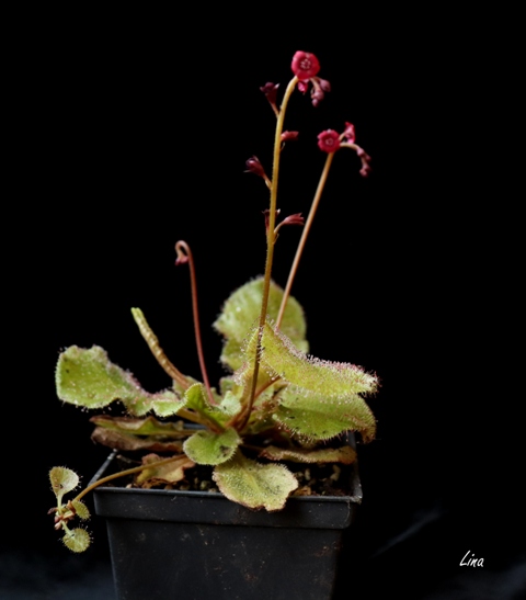 Drosera andromeda'21.f.jpg