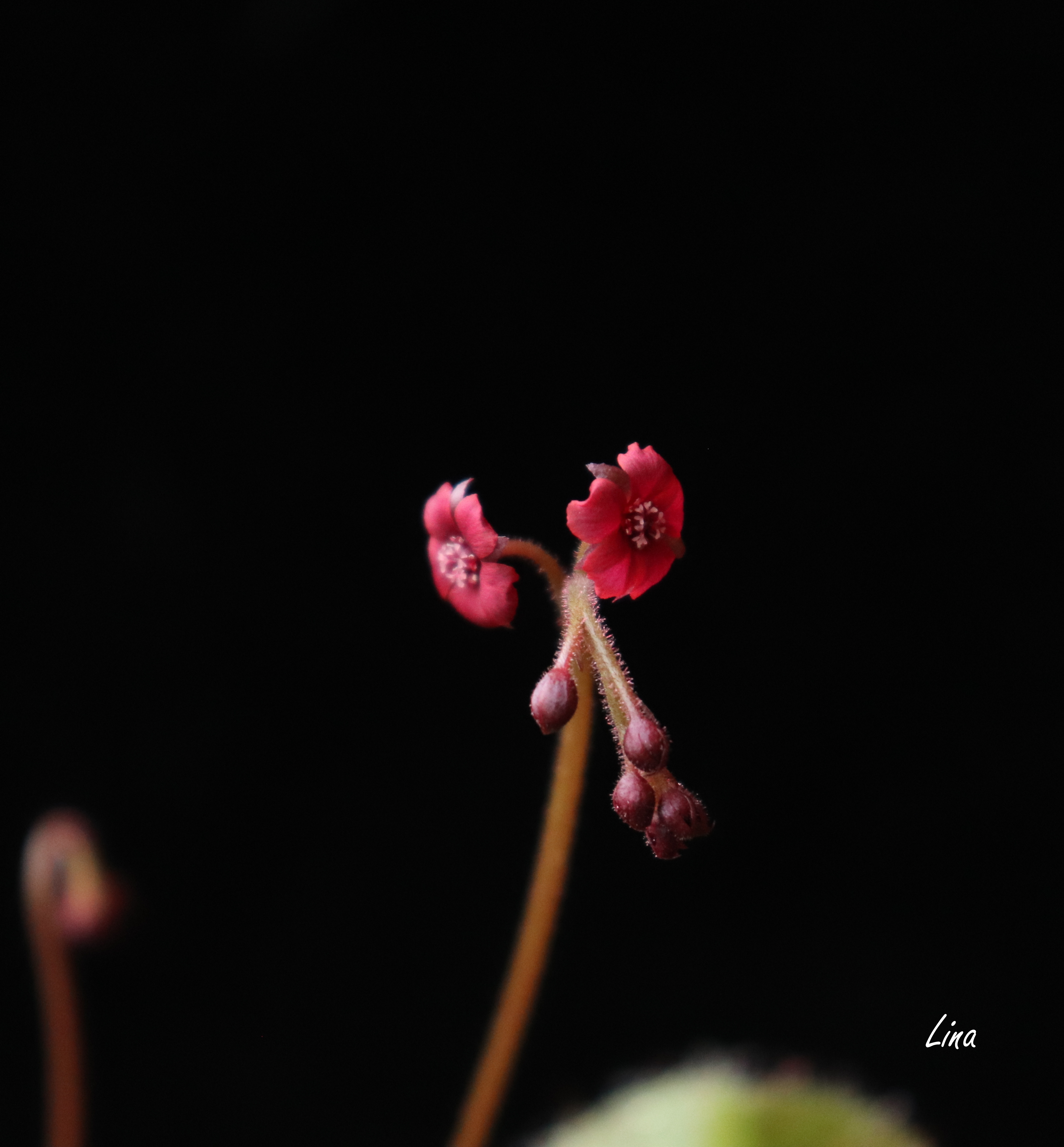 Drosera andromeda'21...jpg