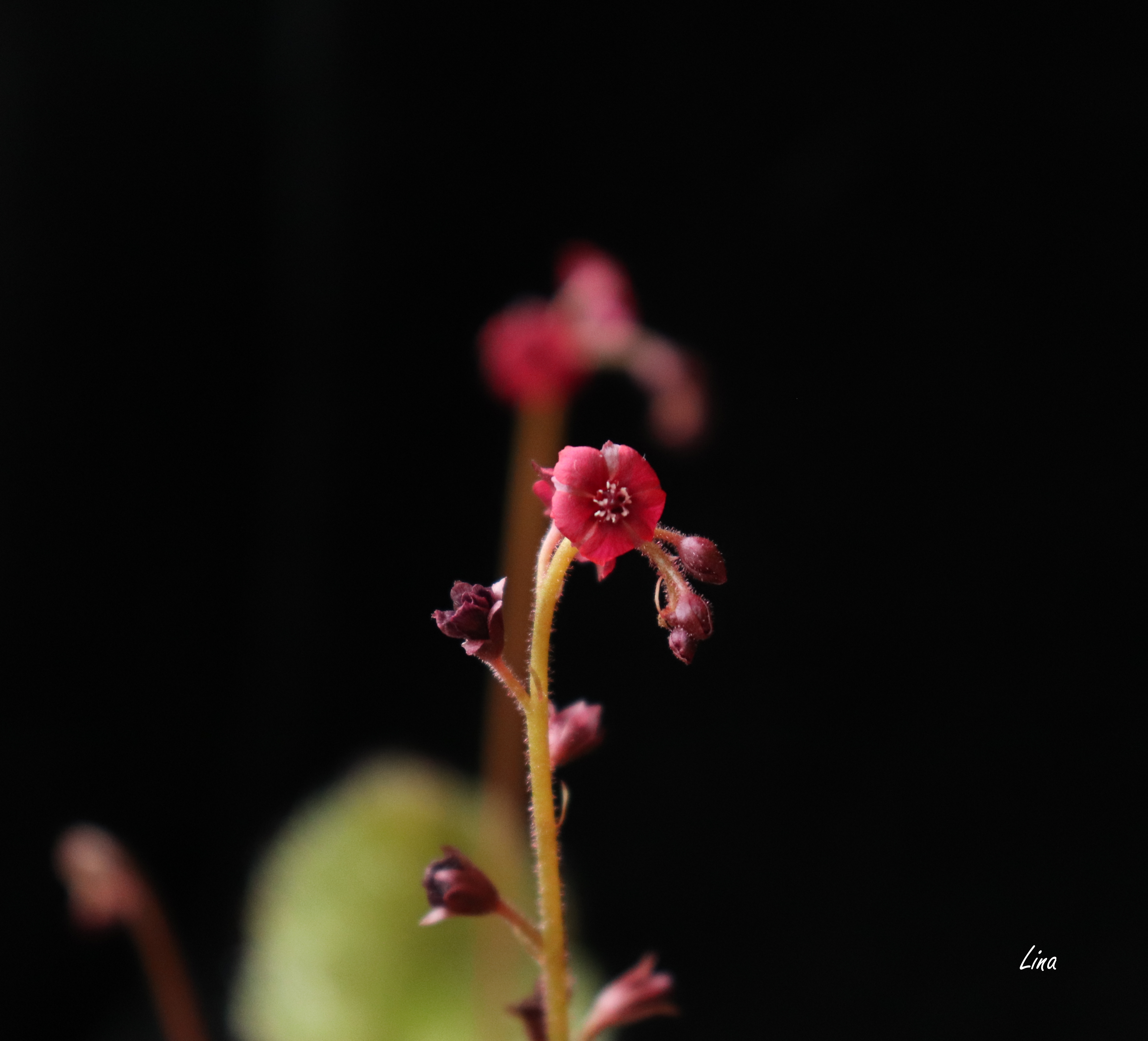 Drosera andromeda'21..jpg