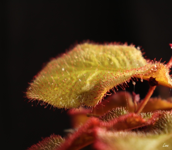 Drosera andromeda'21.fl.jpg