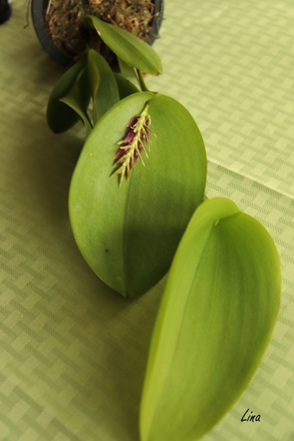 Pleurothallis pectinata'21...jpg
