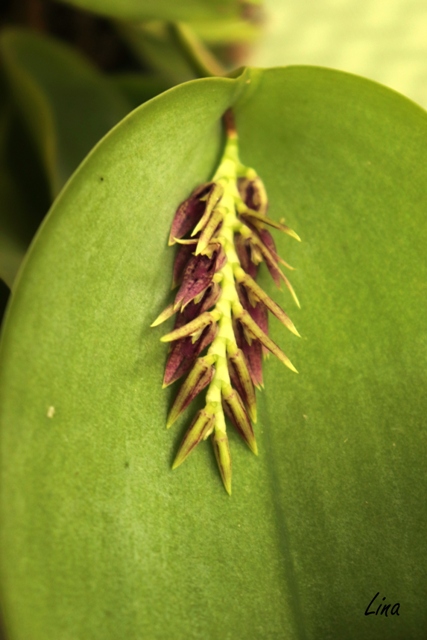 Pleurothallis pectinata'21..jpg