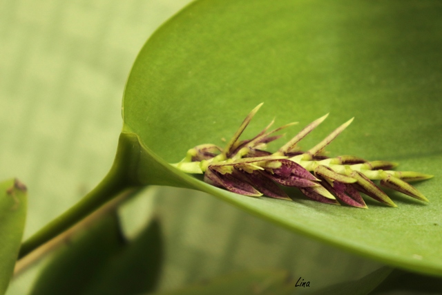 Pleurothallis pectinata'21_.jpg