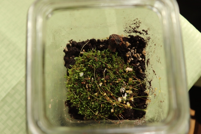 utricularia bisquamata.JPG