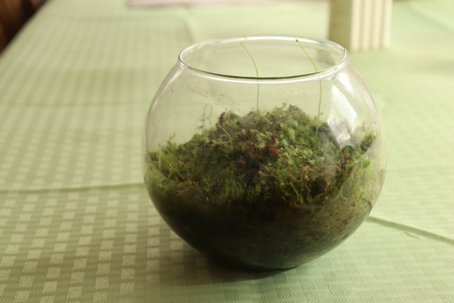 Utricularia livida (2).JPG