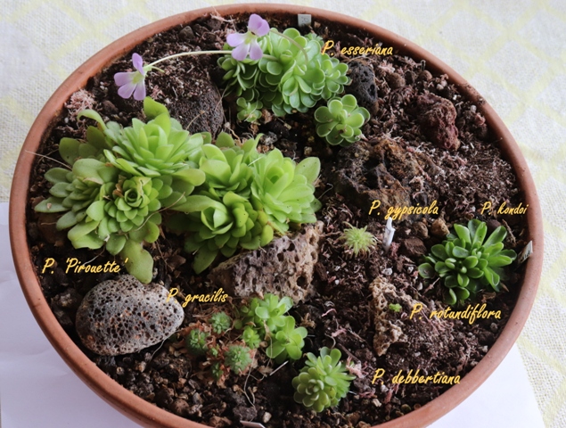 Pinguicula garden'20.04 (1).jpg