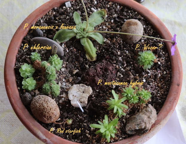 Pinguicula garden'20.04 (2).jpg