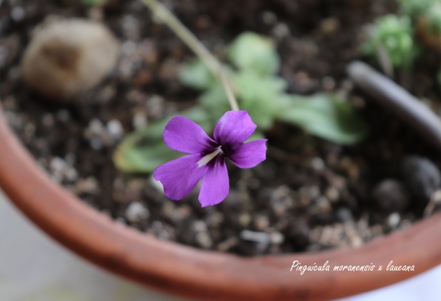 pinguicula moranensis x laueana'20.04.jpg