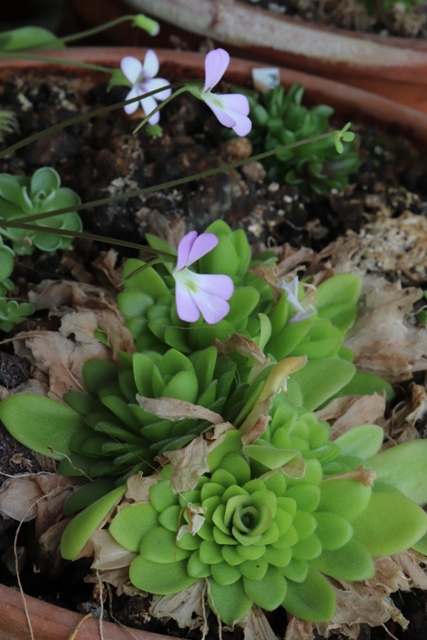 pinguicula pirouette.JPG