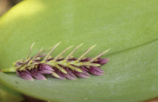 PLeurathallis pectinata persoinimas (10).JPG