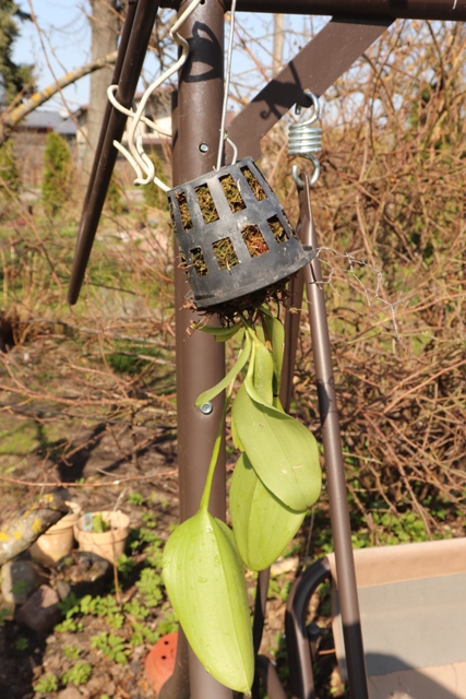 PLeurathallis pectinata persoinimas (3).JPG