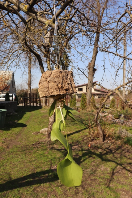 PLeurathallis pectinata persoinimas (7).JPG