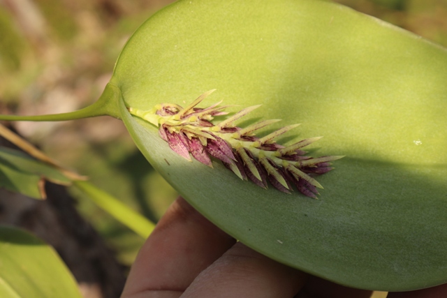 PLeurathallis pectinata persoinimas (8).JPG