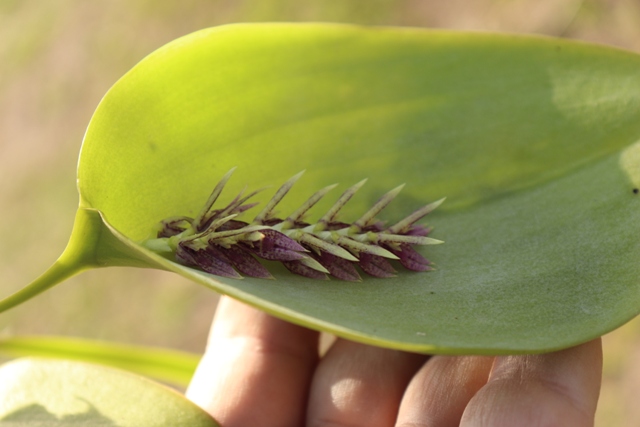PLeurathallis pectinata persoinimas (9).JPG