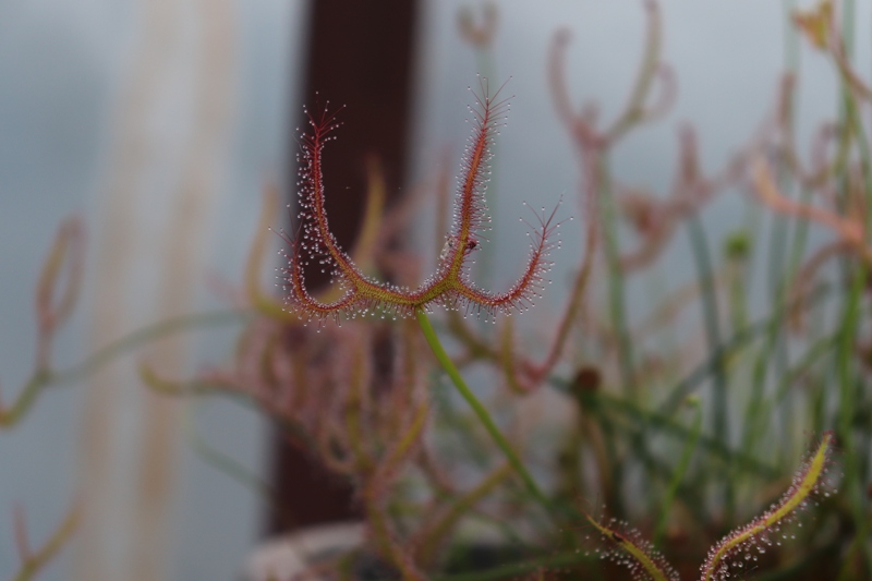 D. binata.JPG