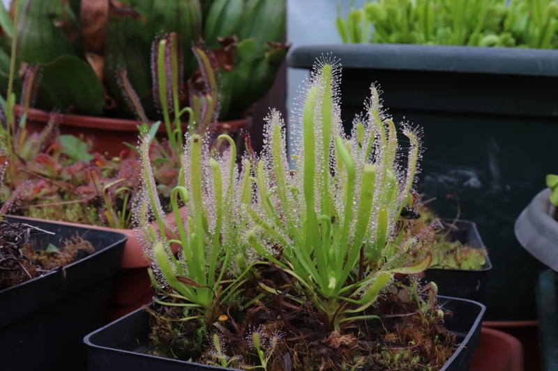 D. capensis alba.JPG