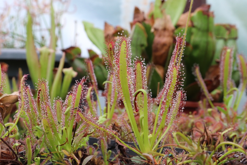 D. capensis red form.JPG