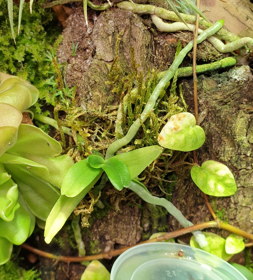 20210426_Aerangis rhodosticta.jpg